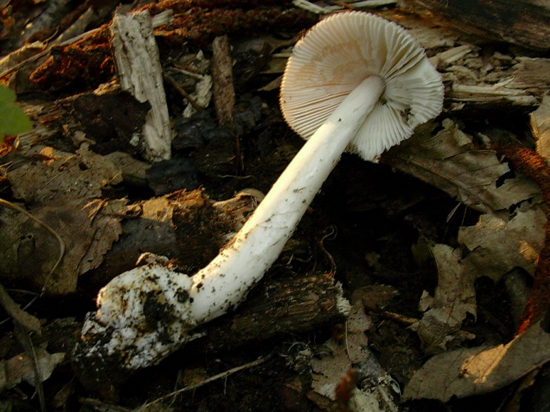 452 Settembre vecchio ritrovamento